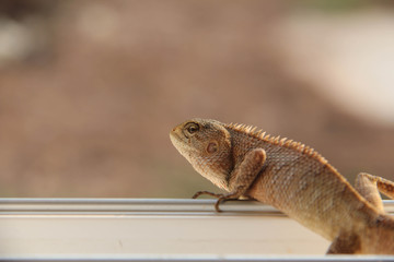 Lizard on the rock