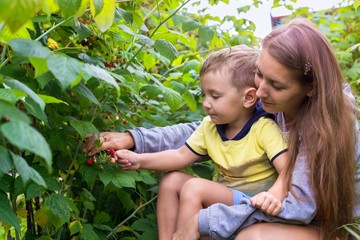 Mother and son collect raspberries