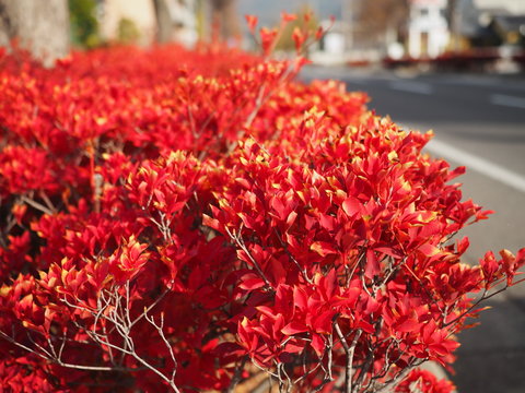 秋のドウダンツツジ