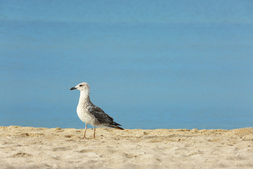 Beautiful seagulls on sand beach