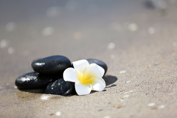Fototapeta na wymiar Pebbles with plumeria on seashore