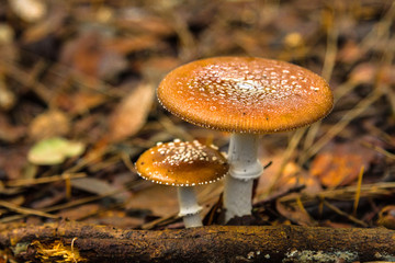  Amanita pantherina. Poisonous mushrooms   in the autumn forest. Shallow depth of field.  