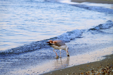 Seagull paces on sandy beach