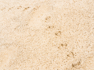 Seagull footprints sand