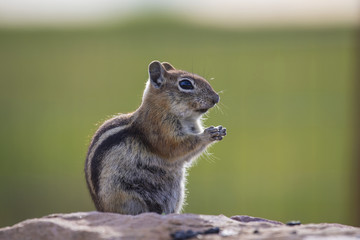Ground squirrel, Hastings Mesa, Colorado, USA, 07.08.2014