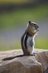 Naklejka na ściany i meble Ground squirrel, Hastings Mesa, Colorado, USA, 07.08.2014