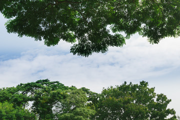 Fototapeta premium Big Trees with Blue Sky