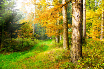 Herbstwald mit Lärchen