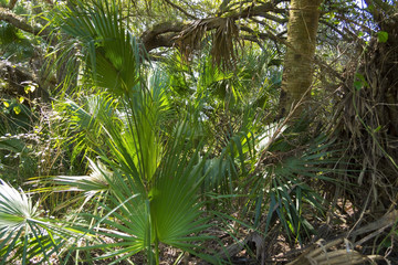 Young palm tree leaves