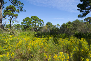 Florida shrub pine forest landscape in Oscar Sherer National Park