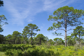 Fototapeta na wymiar Florida shrub pine forest landscape in Oscar Sherer National Park