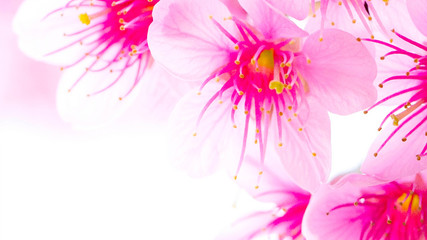 Blooming sakura on the blurred background