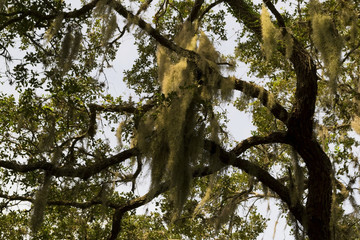 Spanish moss overgrown trees