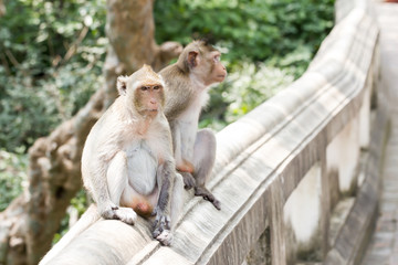 Monkey on handrail