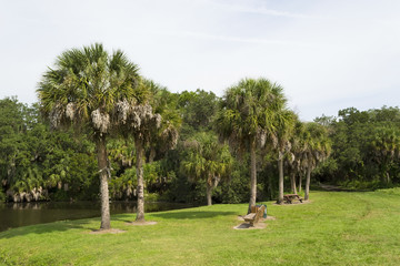 Palm trees growing on green lawn