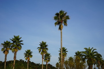 Fototapeta premium ヤシの木