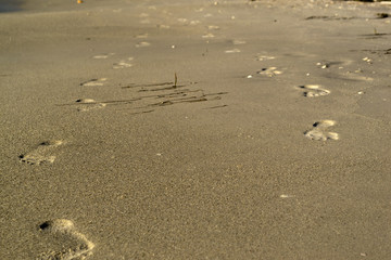 Row of footprints on yellow sand - tropical beach