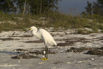 White egret on tropical beach