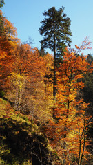 Obraz premium Schwarzwald