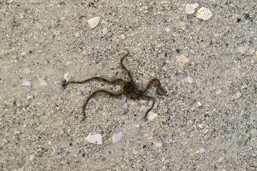 Sea spider