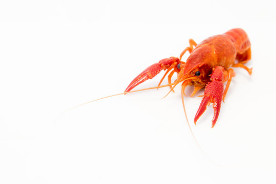 Crayfish Bright Orange Prawn isolated object on white background