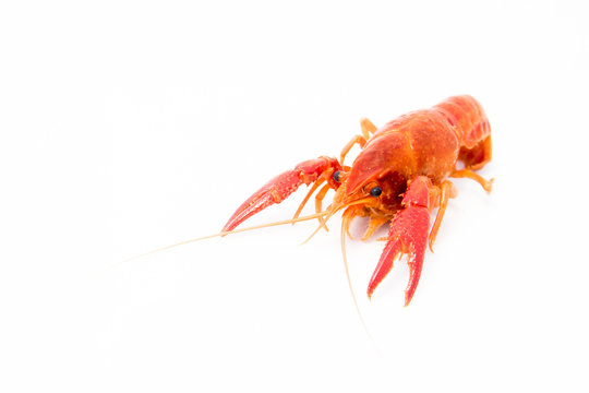 Crayfish Bright Orange Prawn isolated object on white background