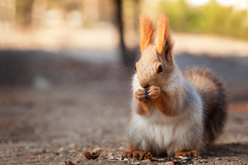 Fluffy red squirrel
