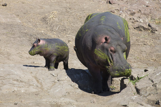 Huge Hippo Cow Walk On The Shore Of A Lake With Calf