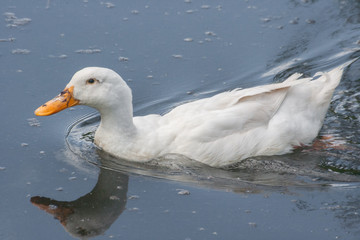 White goose