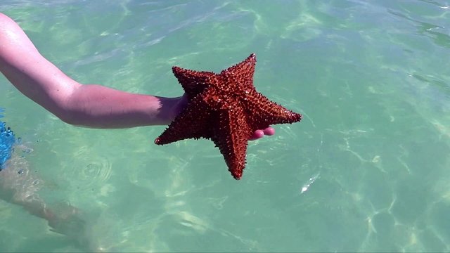 einen roter Seestern in der Hand halten