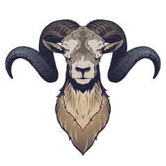 Ram head illustration