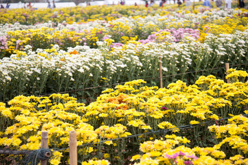 Chrysanthemum flowers