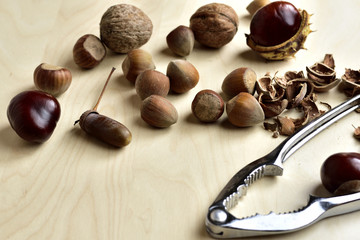 Chestnuts, walnuts, hazelnuts, acorns and broken pliers