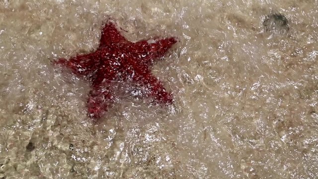 einen roter Seestern am Strand