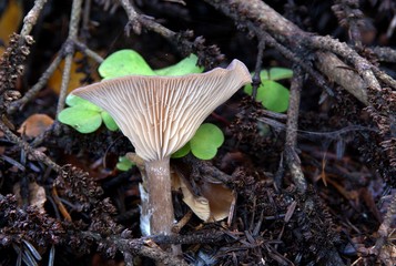 Fototapeta premium Champignons