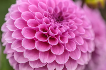 Pink dahlia macro