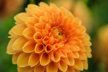Orange dahlia macro