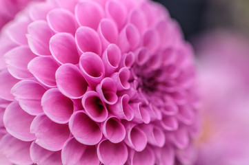 Pink dahlia macro