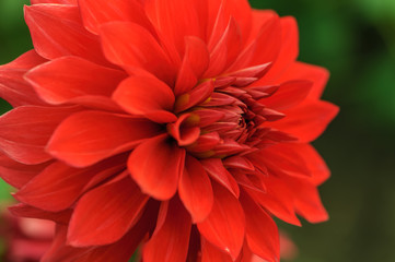 Red dahlia close-up