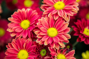 Chrysanthemum flowers