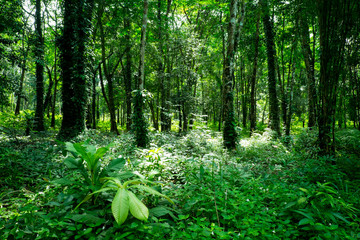 rubber trees forest in koh chang island Thailand