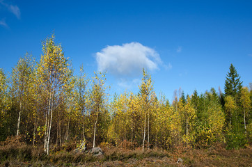 Birches in fall colors