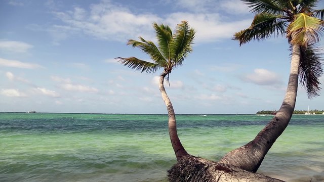 nat&uuml;rlicher Strand mit Palmen in der dominikanischen Republik