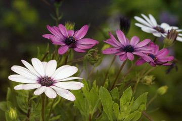 Obraz premium Cosmos flowers