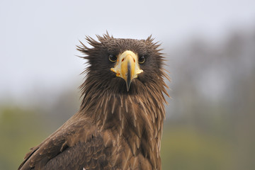 Junger Kamtschatka - Riesenseeadler