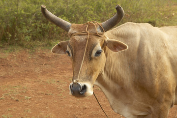 Oxen with holes and ring in his nose in the farming area of Valle de Vi&ndash;ales, in central Cuba