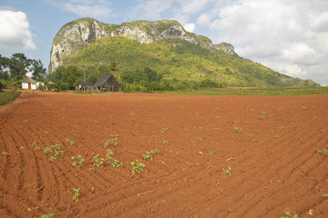 Farm field with red soil with limestone mountains in the Valle de Vi–ales, in central Cuba