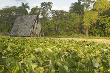 Tobacco leaves growing in sun near tobacco barn in the Valle de Vi–ales, in central Cuba