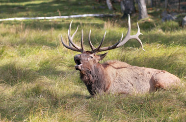   wapiti 