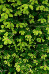 Fir tree close-up